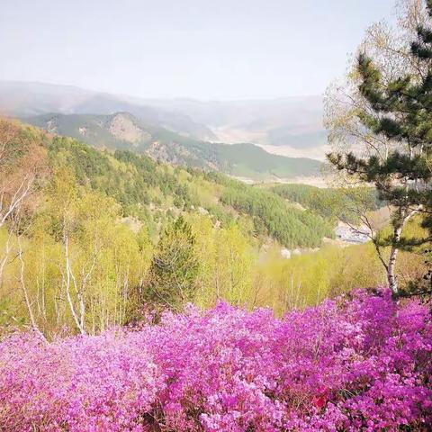 五一陌上花开俱乐部黑里河杜鹃山一日游