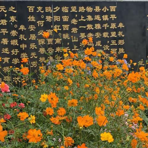 用心播种，用爱浇灌