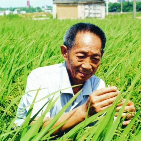 【红心向党】三年级一级部“学习袁隆平”主题班会活动