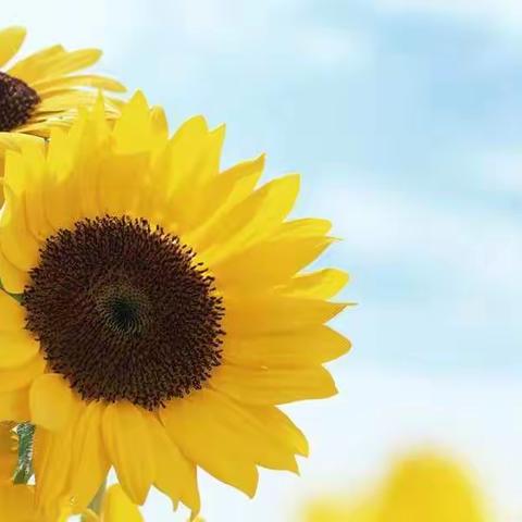 五1班生命教育主题班会的开展与分享