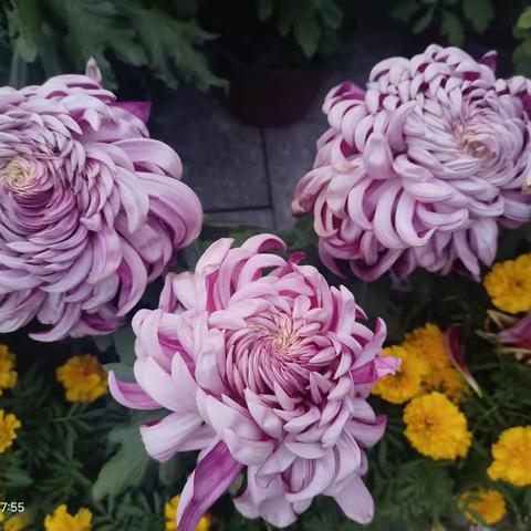 赏菊