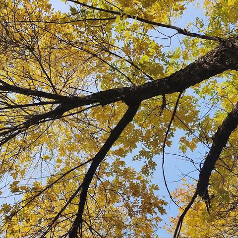 秋8 （10.17游曹雪芹公园）