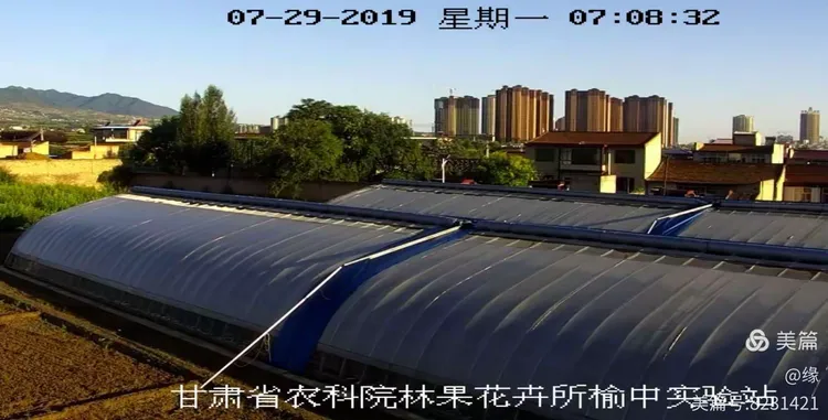 杏树苗新品种介绍大全视频