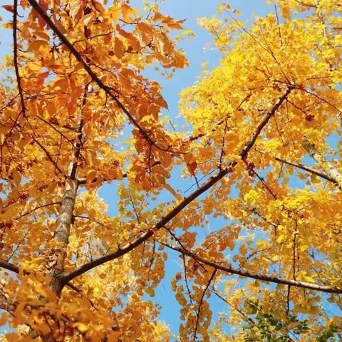 “拾秋入画”——新郑市辛店镇居易小学四年级