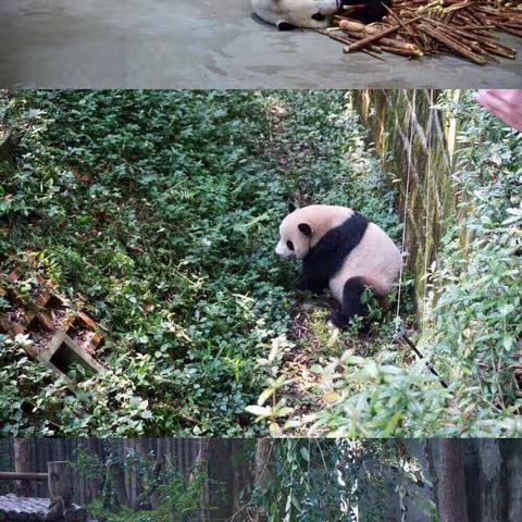 2019年9月24日～30日成都熊猫基地青城后山都江堰武侯祠杜甫草堂宽窄锦里重庆人民大礼堂洪崖洞山城步道南山