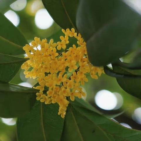 周梓滢·国庆假期实践活动～