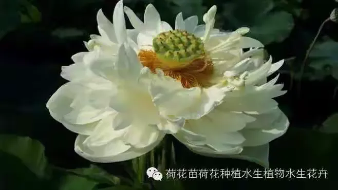 荷花苗多少钱一棵图片欣赏
