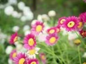 疫情终会尽，陌上花似锦___五年级三班线上教学记实