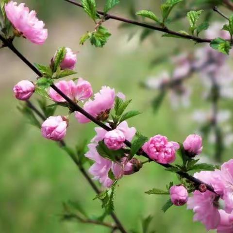 在战疫中奋进，在阳光下成长      _  ___四年级五班