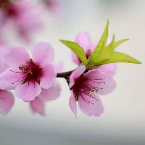 “共战役   书美篇”之【七】  阳春三月，花开空中