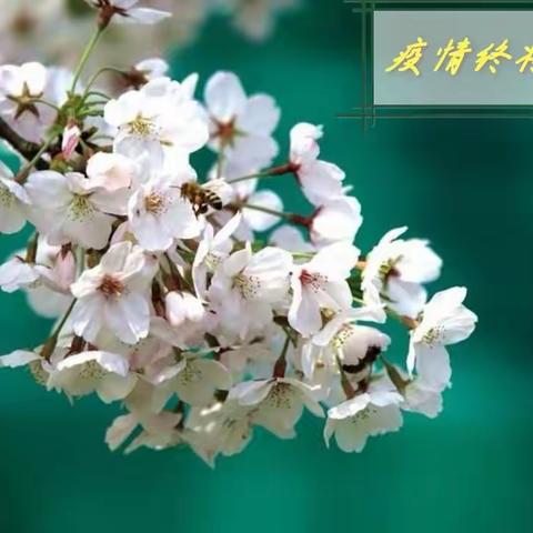 致我爱的四班孩子们的一封信