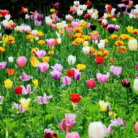 重整旗鼓  再出发——八（4）班“停课不停学”线上颁奖典礼