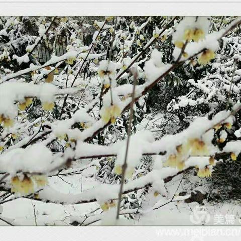 ❄温暖的春雪❄