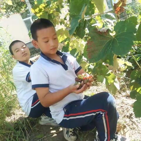 秋意浓  秋收趣——服先镇勤俭小学秋季采摘活动