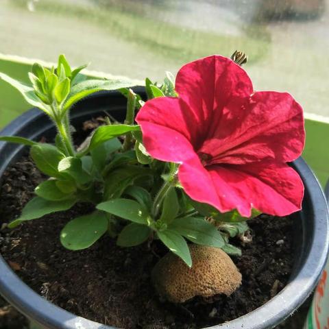 静待花开