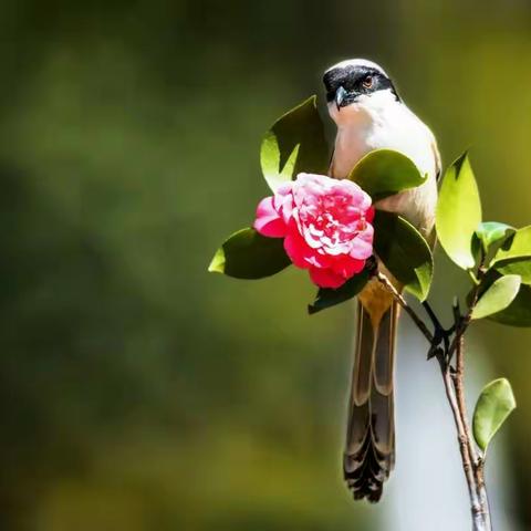 伯劳与茶花