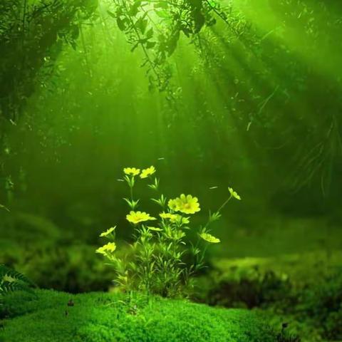 汽开四校·悦享劳动Ⅱ劳“疫”结合 “植”此青绿