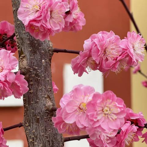 毛集完全学校“三八”女神节活动🌸