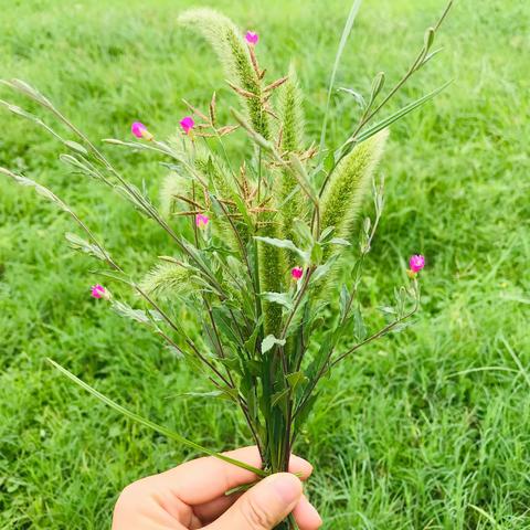 平淡无奇的狗尾巴草