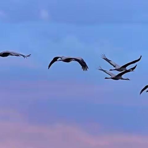 昂扬精神铆足劲  相约盛夏取硕果——陕州区第二小学召开毕业班教师座谈会