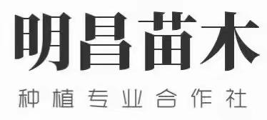 苗木种类齐全 欢迎来电垂询