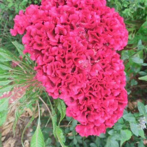 鸡冠花（学名：Celosia cristata L.），中文别名：鸡髻花、老来红、芦花鸡冠、笔鸡冠、