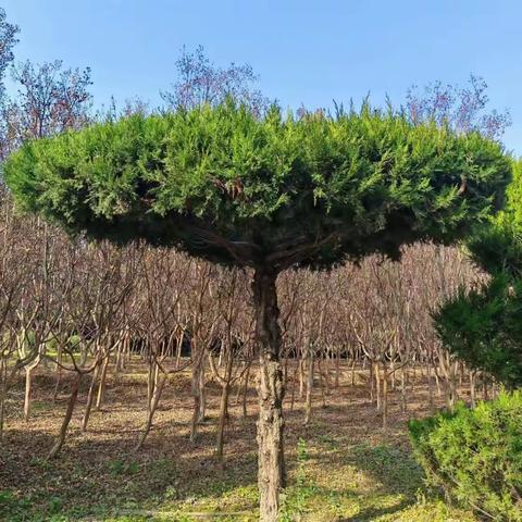 秦岭脚下，极具魅力的“植物”世界