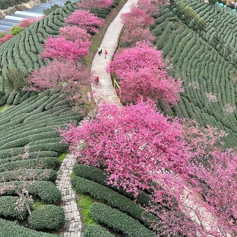 福建龙岩市永福樱花园、永定土楼——之一永福樱花园