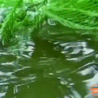 春雨的深情