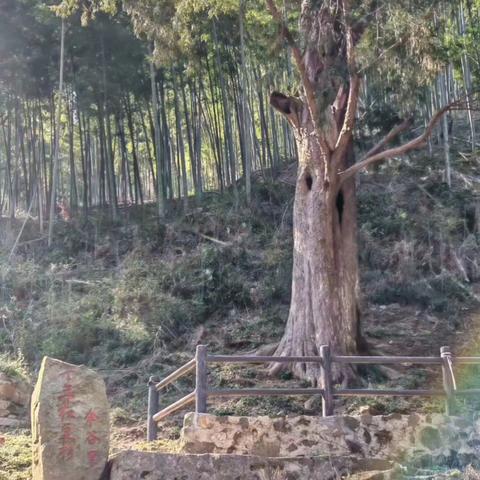 柏枧山环线：伞谷里，千年红豆杉，大牛驮小牛，最高峰，天台寺，千年紫薇王