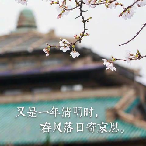 清明|又是一年清明时，春风落日寄哀思