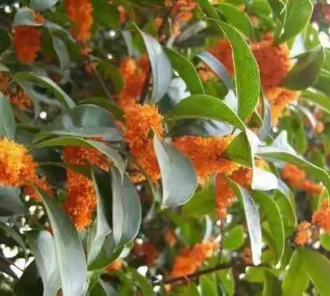 山城桂花飘