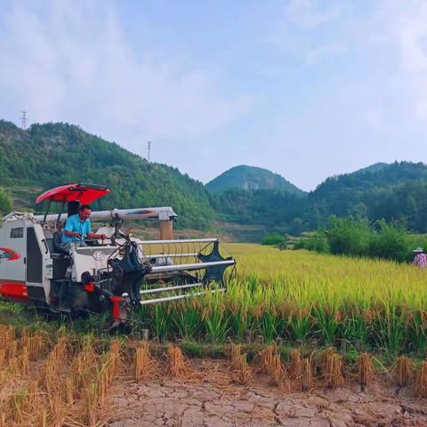 新冈社区：颗粒进仓喜丰收，桑土绸缪保粮油