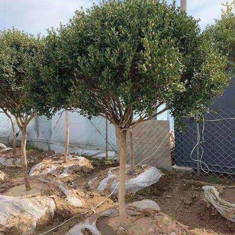 小叶黄杨、金桂、罗汉松