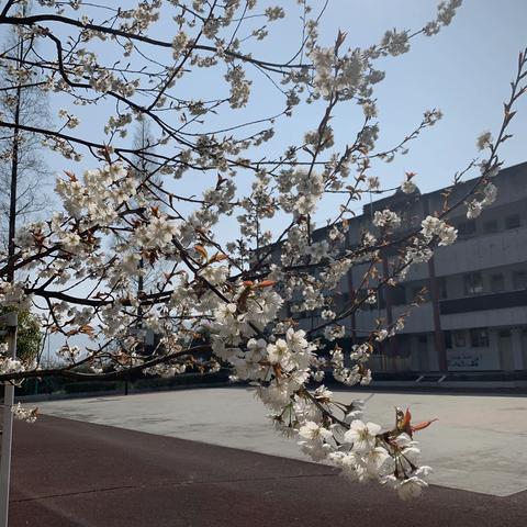 【荥经县天凤乡中心小学】庆六一：感恩祖国，快乐成长