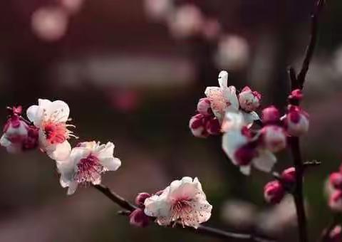 你的气质代表哪种花？让诗词告诉你。