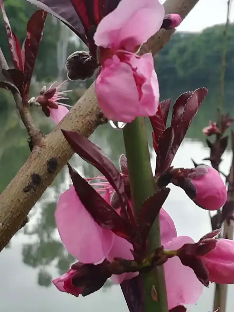 花间恋醉花泪绯桃岸影漪涣水春雨沐桃苞欲开初窦少女藏枝间我芯待放必