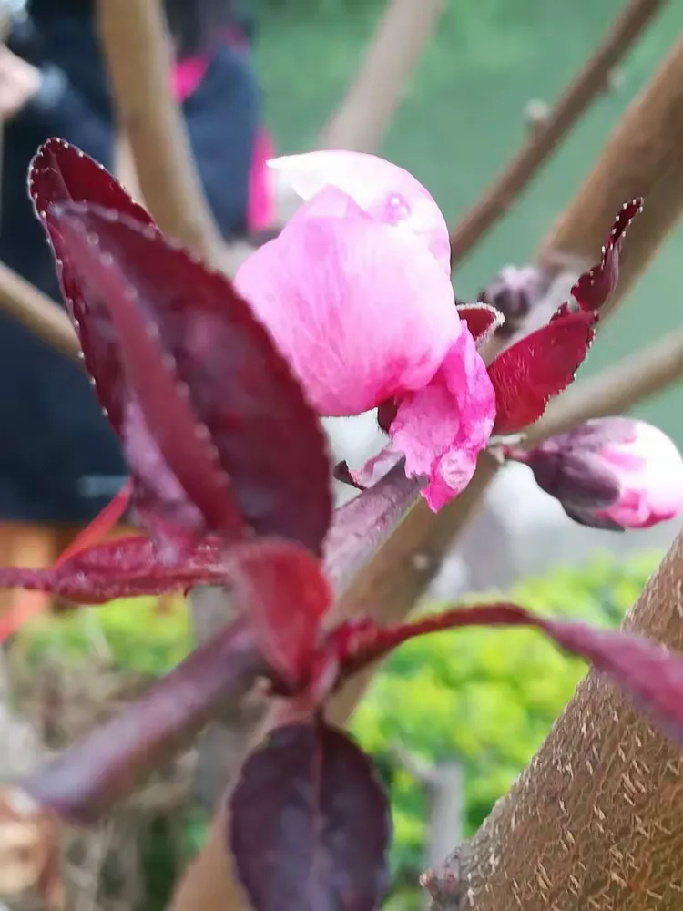 我芯待放必惊艳初窦少女藏枝间春雨沐桃苞欲开绯桃岸影漪涣水醉花泪