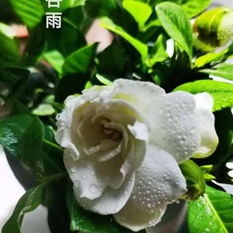 谷雨时节