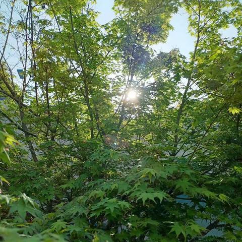 A  Happy day For New York 5.22