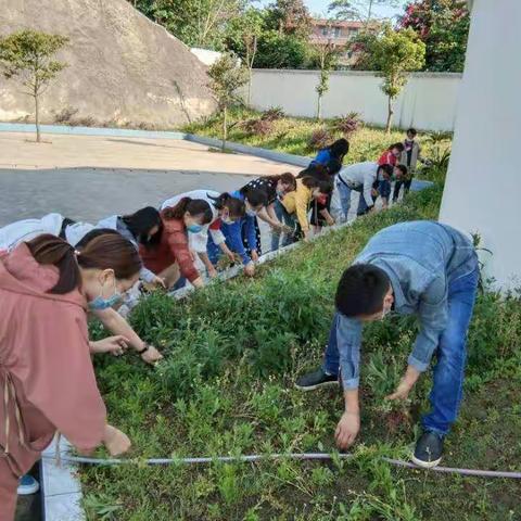 双城高店中心小学校  拔草护绿   我们在行动