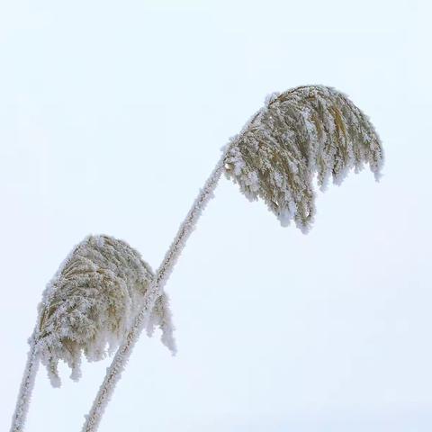 寒风中的芦花
