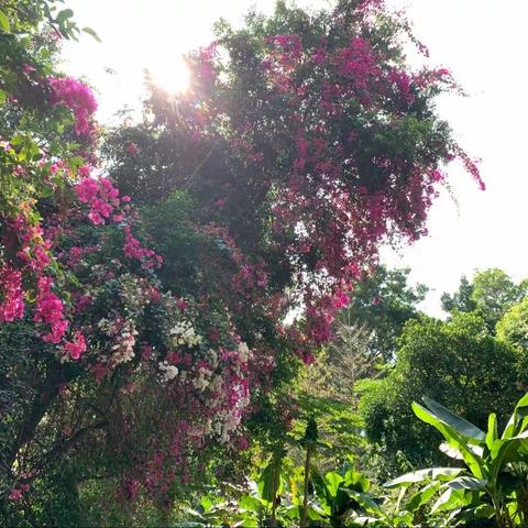 皇岗公园0304随机检整改汇报