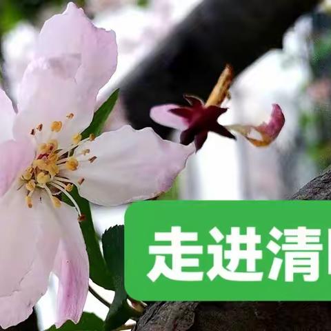 走进清明，感受传统节日的魅力