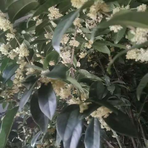 秋天的味道