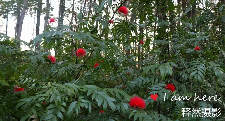 万绿丛中一点红