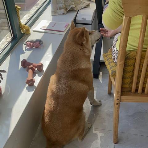 陪伴我将近七年的犬子