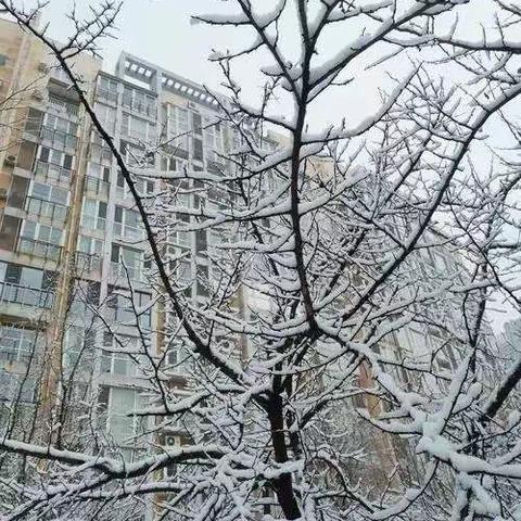 《冬天的雪》