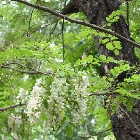 又是一年槐花香～