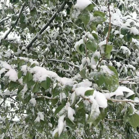 五月天下雪